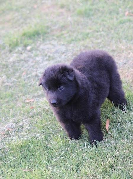 DogsIndia.com - Belgian Shepherd - Akshay Dagar