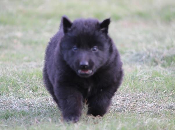 DogsIndia.com - Belgian Shepherd - Akshay Dagar