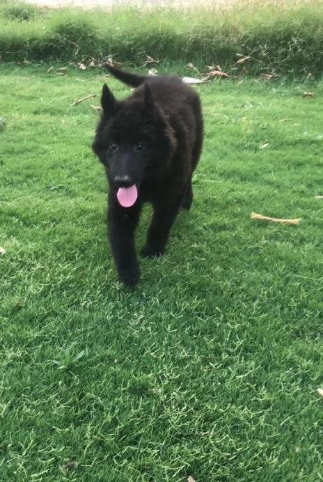 DogsIndia.com - Belgian Shepherd - Akshay Dagar