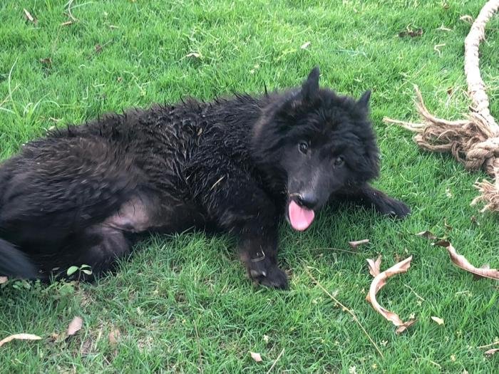 DogsIndia.com - Belgian Shepherd - Akshay Dagar
