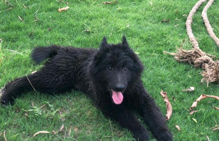 DogsIndia.com - Belgian Shepherd - Akshay Dagar