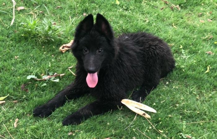 DogsIndia.com - Belgian Shepherd - Akshay Dagar