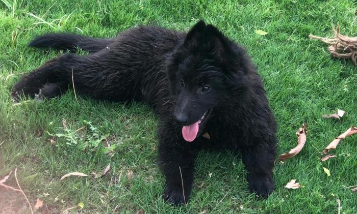DogsIndia.com - Belgian Shepherd - Akshay Dagar