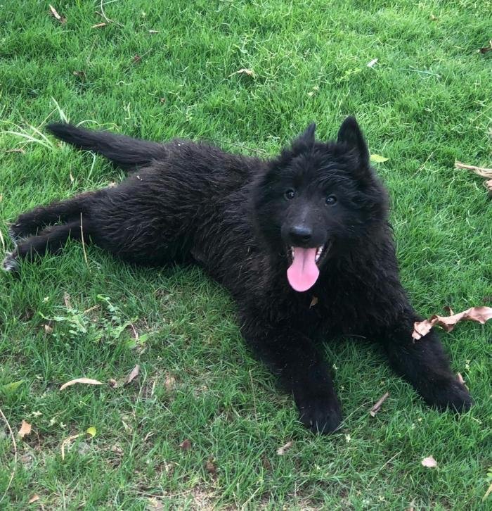 DogsIndia.com - Belgian Shepherd - Akshay Dagar