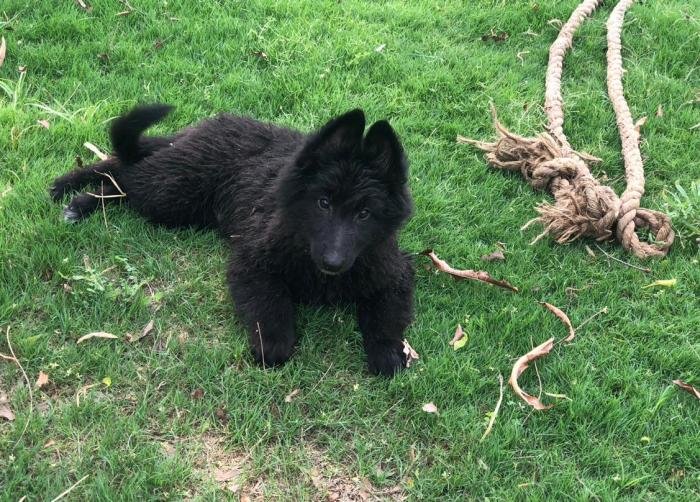 DogsIndia.com - Belgian Shepherd - Akshay Dagar