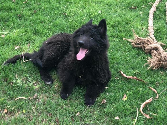 DogsIndia.com - Belgian Shepherd - Akshay Dagar