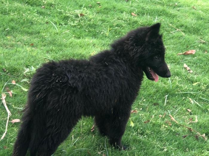 DogsIndia.com - Belgian Shepherd - Akshay Dagar