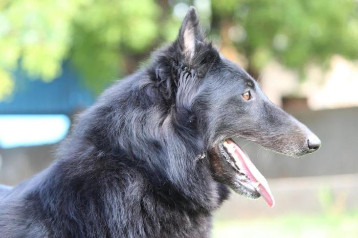 DogsIndia.com - Belgian Shepherd - Akshay Dagar