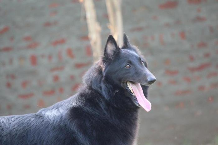 DogsIndia.com - Belgian Shepherd - Akshay Dagar