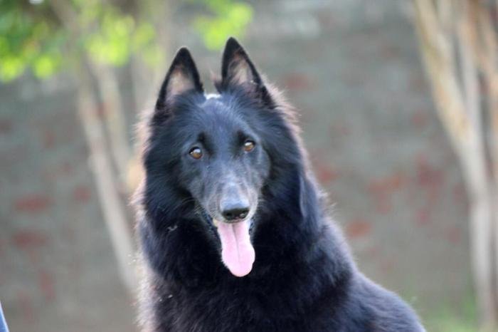 DogsIndia.com - Belgian Shepherd - Akshay Dagar