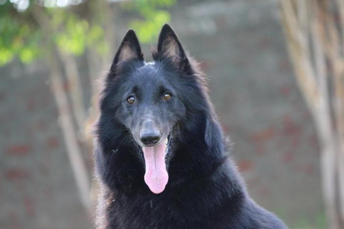 DogsIndia.com - Belgian Shepherd - Akshay Dagar