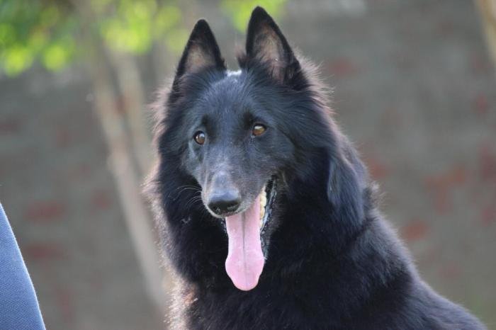DogsIndia.com - Belgian Shepherd - Akshay Dagar