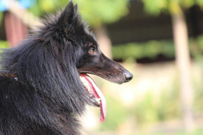DogsIndia.com - Belgian Shepherd - Akshay Dagar