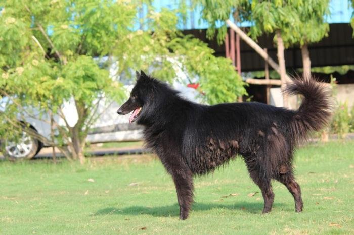 DogsIndia.com - Belgian Shepherd - Akshay Dagar