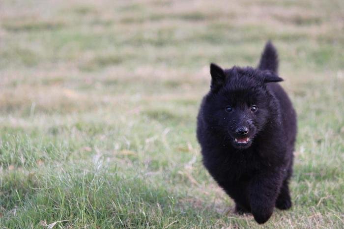 DogsIndia.com - Belgian Shepherd - Akshay Dagar
