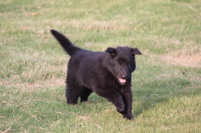 DogsIndia.com - Belgian Shepherd - Akshay Dagar