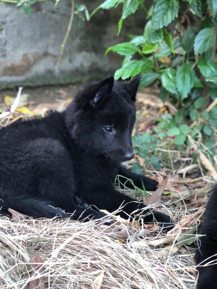 DogsIndia.com - Belgian Shepherd - Akshay Dagar