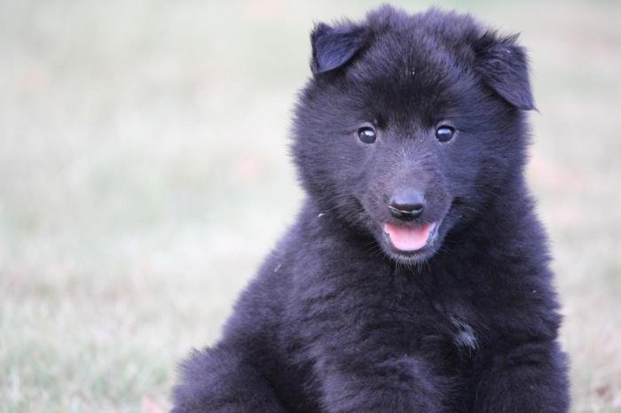 DogsIndia.com - Belgian Shepherd - Akshay Dagar