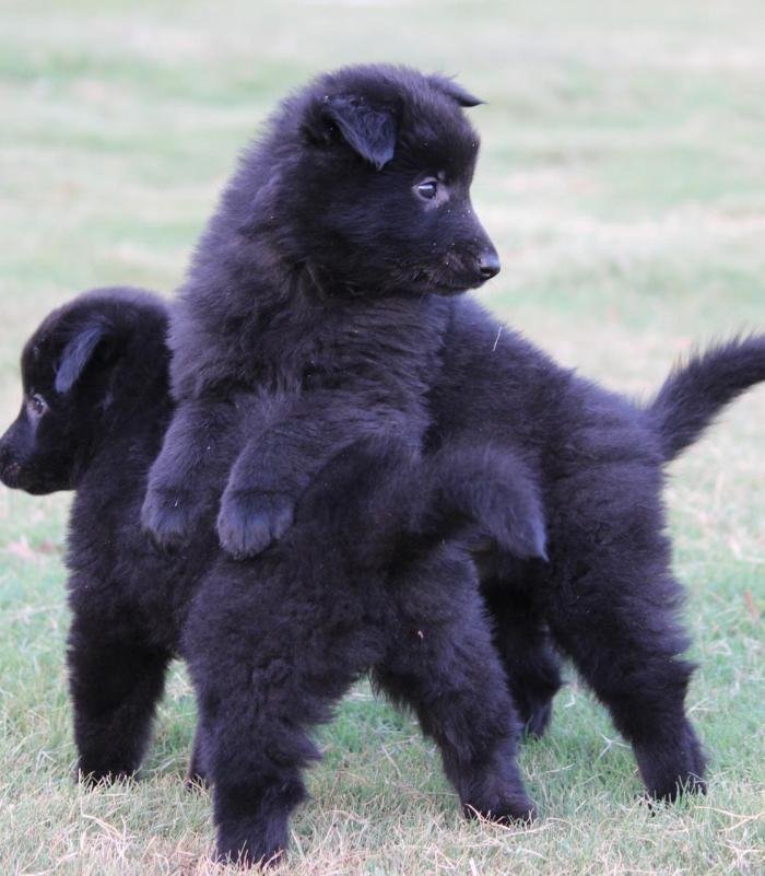 DogsIndia.com - Belgian Shepherd - Akshay Dagar