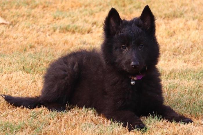 DogsIndia.com - Belgian Shepherd - Akshay Dagar