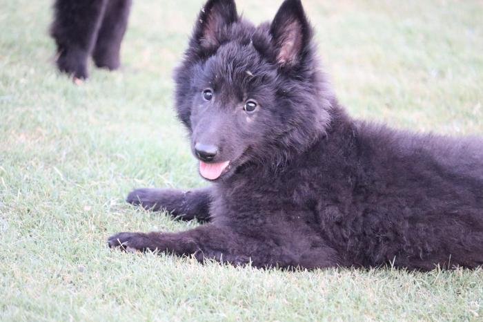 DogsIndia.com - Belgian Shepherd - Akshay Dagar