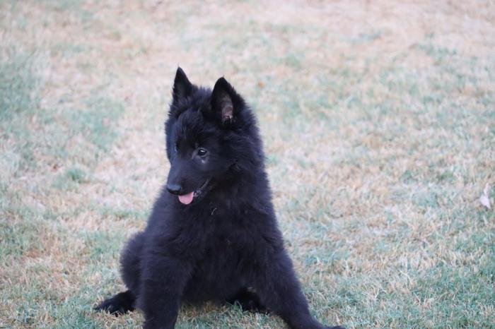 DogsIndia.com - Belgian Shepherd - Akshay Dagar
