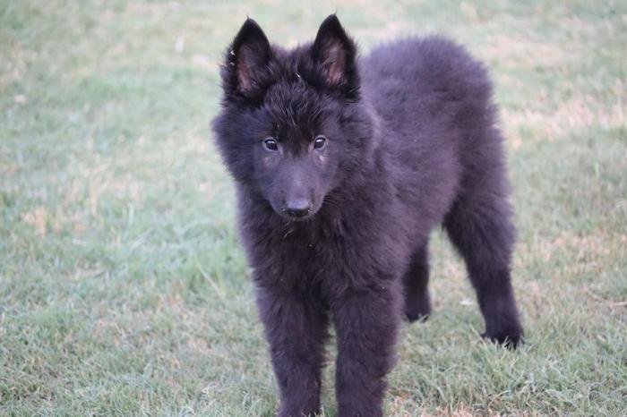 DogsIndia.com - Belgian Shepherd - Akshay Dagar