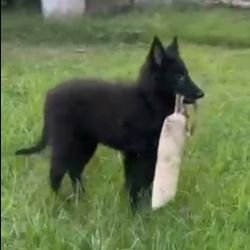 DogsIndia.com Belgian Shepherd Akshay