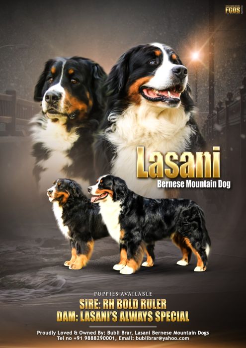DogsIndia.com - Bernese Mountain Dog - Lasani