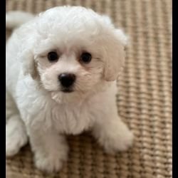 DogsIndia.com - Bichon Frise - Shade's