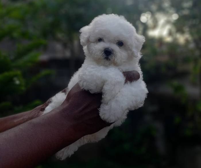 DogsIndia.com - Bichon Frise - Shade's