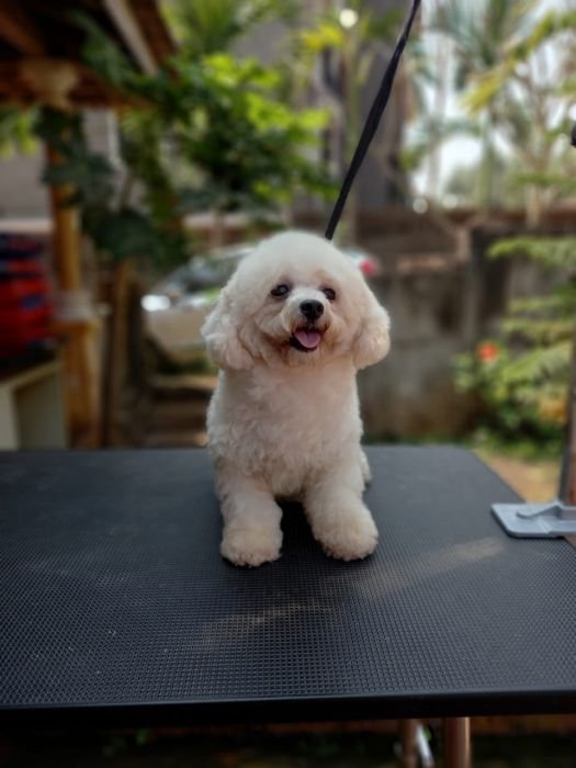 DogsIndia.com - Bichon Frise - Shade's