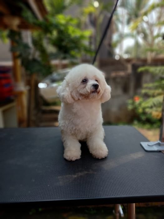 DogsIndia.com - Bichon Frise - Shade's