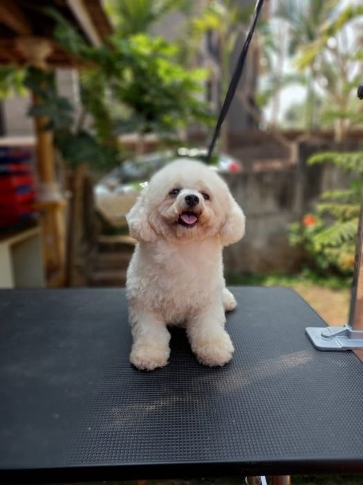 DogsIndia.com - Bichon Frise - Shade's