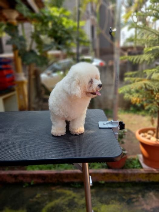 DogsIndia.com - Bichon Frise - Shade's