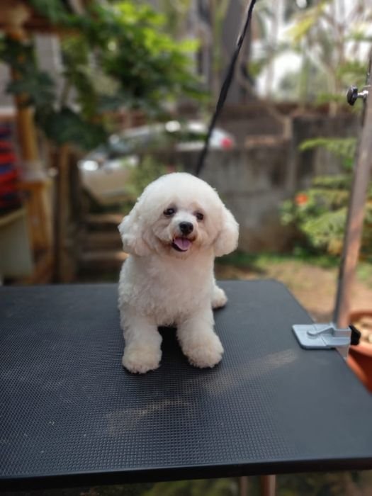 DogsIndia.com - Bichon Frise - Shade's