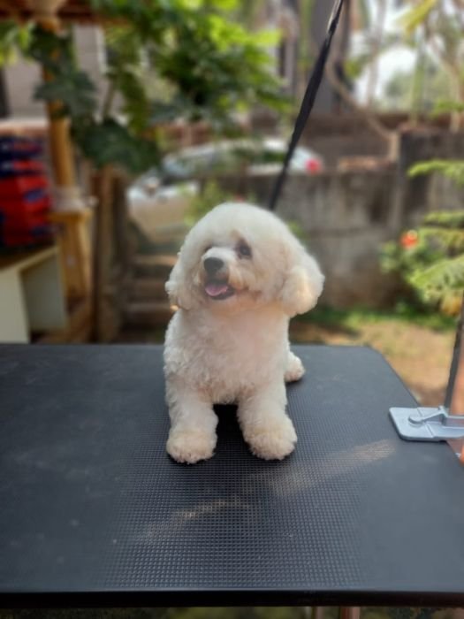 DogsIndia.com - Bichon Frise - Shade's