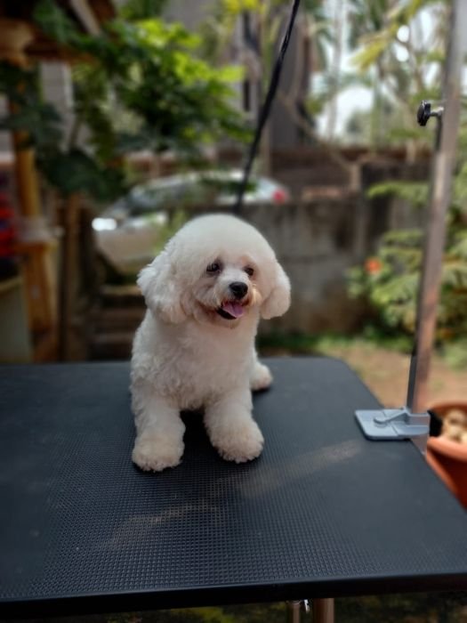 DogsIndia.com - Bichon Frise - Shade's