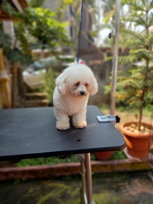 DogsIndia.com - Bichon Frise - Shade's