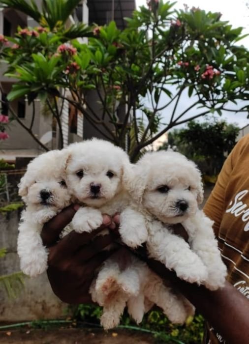 DogsIndia.com - Bichon Frise - Shade's