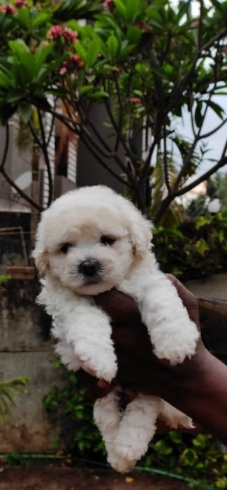 DogsIndia.com - Bichon Frise - Shade's