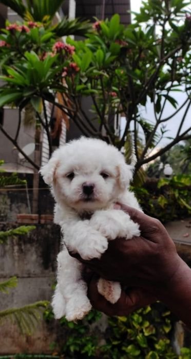 DogsIndia.com - Bichon Frise - Shade's