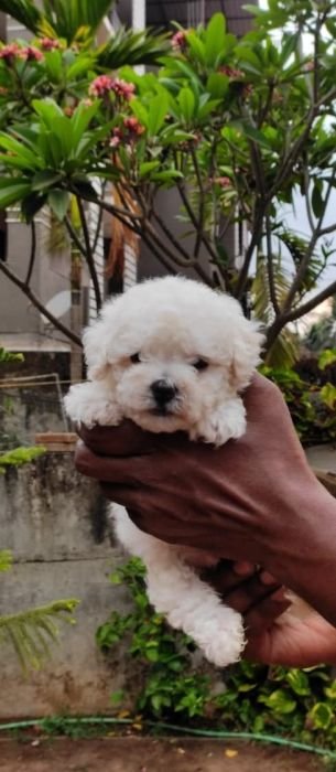 DogsIndia.com - Bichon Frise - Shade's