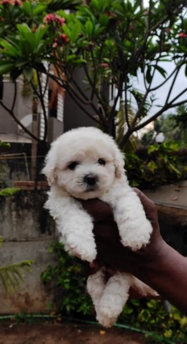 DogsIndia.com - Bichon Frise - Shade's