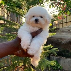 DogsIndia.com Bichon Frise Shade's