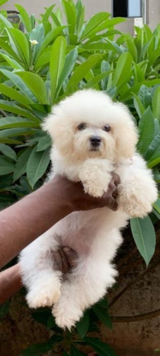 DogsIndia.com  Bichon Frise  Shade's