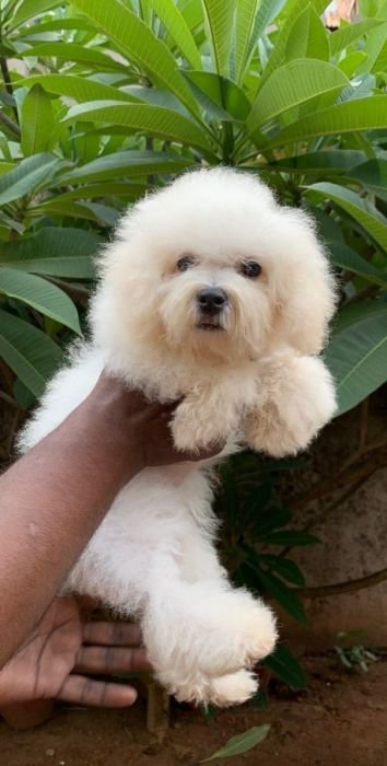 DogsIndia.com  Bichon Frise  Shade's