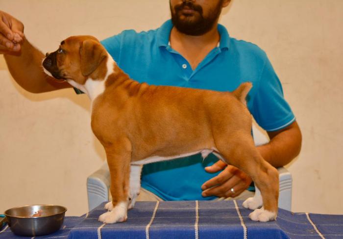DogsIndia.com - Boxer - Big Ben - Sharma Ramesh