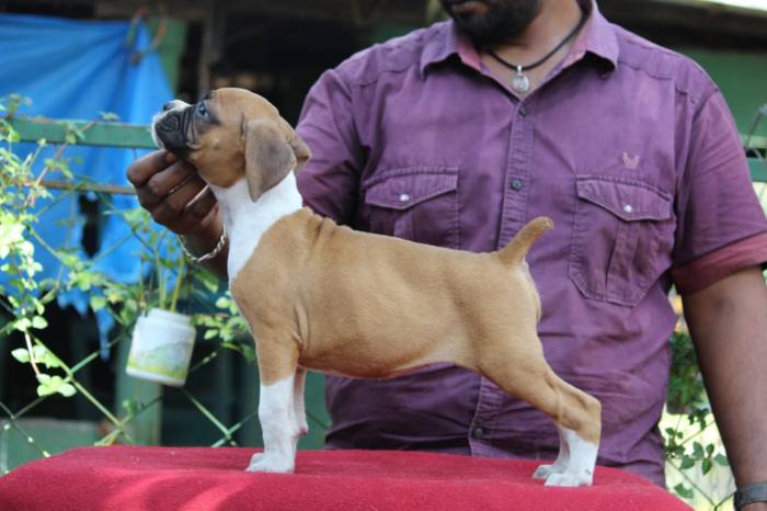 DogsIndia.com - Boxer - Birva Kennels
