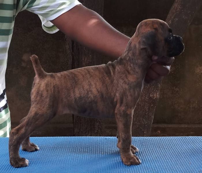 DogsIndia.com - Boxer - Shade's Boxers - Derick